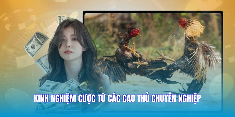 Kinh nghiệm cược từ các cao thủ chuyên nghiệp